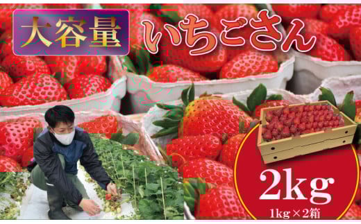 ys\ߘa8N2zJnzeʂ  1kg×Qi2,000gjӂ邩_ C`S  咆 TCY Di   i{[z Hipꌧs19000ʕEt[c