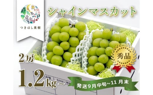 【産地直送】上山産・絶品シャインマスカット 1.2kg以上♪ 0140-2505山形県上山市16000果物・フルーツマスカット・ぶどう