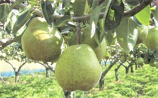 miEtXjR@ƒp@0089-2501R`Rs10000ʕEt[c񂲁E