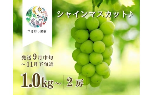 【産地直送】上山産・完熟シャインマスカット 1kg以上 ご家庭用 0140-2503山形県上山市12000果物・フルーツマスカット・ぶどう