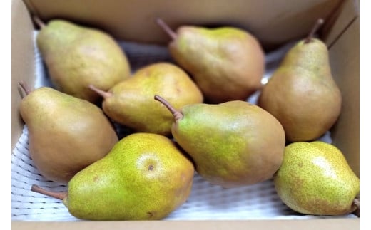 西洋梨(シルバーベル)3.5kg ご家庭用 0142-2515山形県上山市10000果物・フルーツりんご・梨