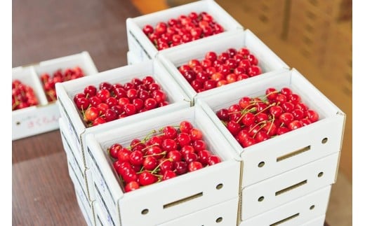 さくらんぼ(佐藤錦か紅秀峰)500g 秀品 0052-2601山形県上山市17000果物・フルーツさくらんぼ