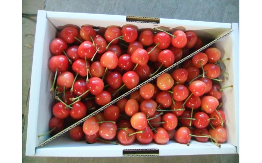 さくらんぼ(佐藤錦か紅秀峰)1kg ご家庭用 0030-2603山形県上山市20000果物・フルーツさくらんぼ