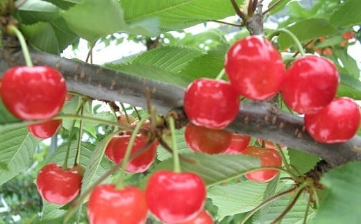 さくらんぼ(佐藤錦か紅秀峰)500g 秀品 0112-2602山形県上山市17000果物・フルーツさくらんぼ
