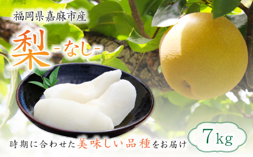 梨 7kg 【2025年8月上旬〜12月上旬発送予定】 九州産 なし 果物 フルーツ福岡県嘉麻市23000果物・フルーツりんご・梨