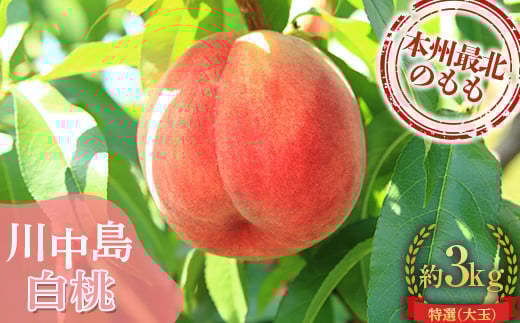 s\ Ĕ 쒆 I () 3kg (7`11) yʉz     X 암 O 암 ʕ  t[c F21U-296X암16000ʕEt[c