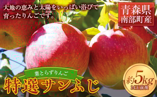 葉とらずりんご 特選サンふじ 約5kg 【四戸農園】 減農薬 有機肥料 青森りんご リンゴ 林檎 アップル あおもり 青森 青森県 南部町 果物 くだもの フルーツ F21U-503青森県南部町16000果物・フル