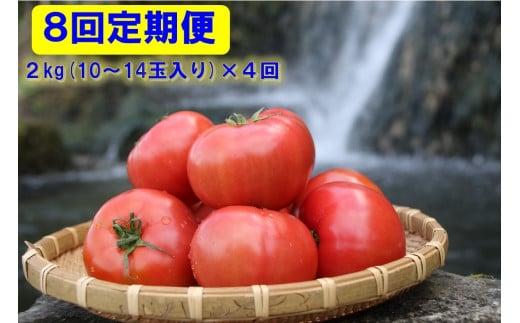【2025年12月から発送】【8回お届け】『喜界島トマト』自家製有機肥料(ボカシ肥料)使用栽培 2kg×8回 定期便鹿児島県喜界町58000野菜・きのこトマト