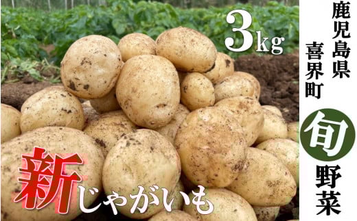 【2026年3月発送】サンゴの恵み 新じゃがいも 3kg【大小混合】鹿児島県喜界町6000野菜・きのこじゃがいも・イモ類
