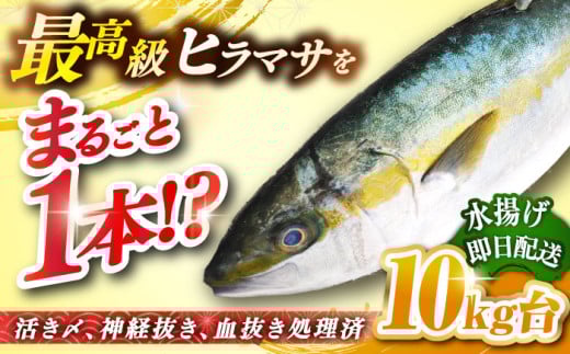 򓇎YVRq}Ti10LEۂ́j ssty򓇁@Cz[JBS075] q}T  hg ϕ Jpb` i  300000 300000~ 30~茧s300000ECYN