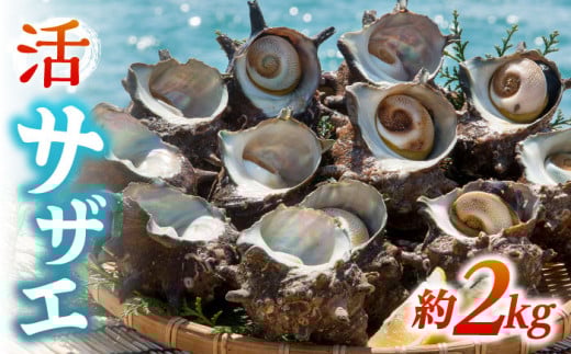 TUG 2kgsstyۘaYz[JCJ005]  TUG h L CY L N CN hg hg hg BBQ 16000 16000~茧s16000ECYL