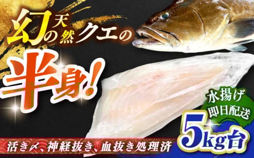 VRNGi{ۂ̃TCY 5LEgj [JBS096] 210000 210000~ 21~茧s210000ECYL