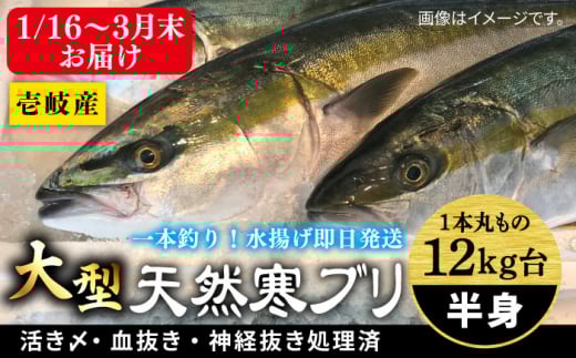 y1/16`3͂zVR ui{ۂ̃TCY12L gubNjssty Cz [JBS102] 104000 104000~茧s104000ECYN