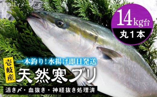 y14Lz򓇎YVRui4`14LEۂ́j ssty򓇁@Cz[JBS110] Ԃ Ԃ u  hg Ԃ ̂ v[g Mtg茧s225000ECY