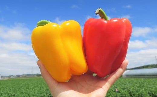北海道栗山町産 土で育てた匠のパプリカ 6玉 C046北海道栗山町10000野菜・きのこその他 野菜