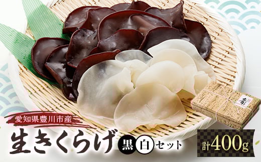 豊川産 生きくらげ 朝採りたての選りすぐり 黒300g・白100g【1426312】愛知県豊川市11000野菜・きのこきのこ