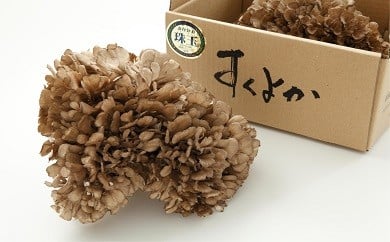 みなかみ町産 まいたけ「すくよか」1kg群馬県みなかみ町10000野菜・きのこきのこ