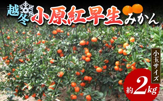 【先行予約2026年1月〜2026年2月頃お届け】 越冬小原紅早生みかん (小玉サイズ) 約2kg みかん 果物 くだもの フルーツ デザート 小玉 越冬 早生 オリジナル品種 食品 名産 四国 F5J-665香川県琴平