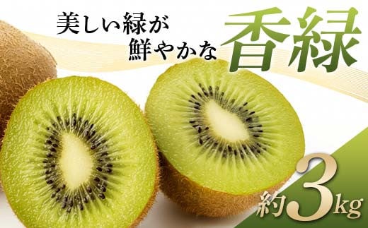 【先行予約】《2025年11月下旬〜12月下旬頃お届け》 キウイ 美しい緑が鮮やかな 香緑 こうりょく 約3kg 国産 香川 果物 キュウイ キューイ フルーツ 旬  香川県 香川県共通返礼品 F5J-541香川県
