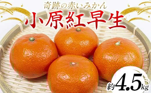 【先行予約】《2025年11月下旬〜12月下旬頃お届け》みかん 奇跡の赤いみかん 小原紅早生 4.5kg 蜜柑 早生 果物 柑橘 濃いみかん 赤いみかん むきやすい ミカン フルーツ 旬  香川県 香川県共通