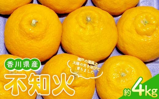 【先行予約 2026年2月〜3月頃お届け】 不知火(約4kg) しらぬひ しらぬい 柑橘 果物 香川県 琴平町 フルーツみかん 旬 F5J-954香川県琴平町13000果物・フルーツみかん・柑橘類