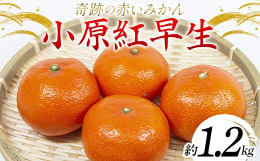 【先行予約】《2025年12月頃お届け》みかん 奇跡の赤いみかん 小原紅早生 1.2kg 蜜柑 早生 果物 柑橘 濃いみかん 赤いみかん むきやすい ミカン フルーツ 旬  香川県 香川県共通返礼品 F5J-1020香