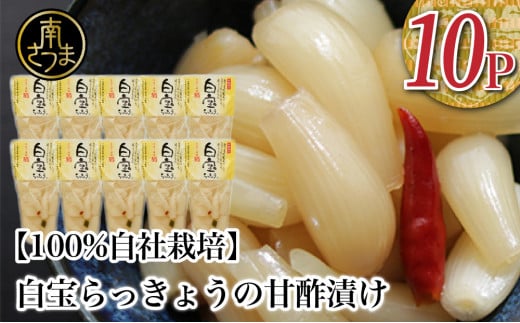 【鹿児島県産】白宝らっきょう(90g×10P) ラッキョウ  甘酢らっきょう 惣菜 常温保存 ご飯のおとも 野菜 常温 漬物 国産鹿児島県南さつま市11000鍋セット・総菜・加工食品漬物・梅干・キム