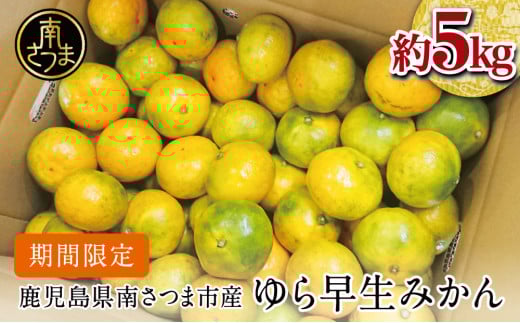 【2025年 先行予約 】 鹿児島県産 ゆら早生みかん 約5kg ≪ 期間限定 ≫ 柑橘 くだもの フルーツ 果実 みかん ミカン 蜜柑 温州みかん 極早生 わせみかん 甘味 ジューシー 鹿児島県南さつま市