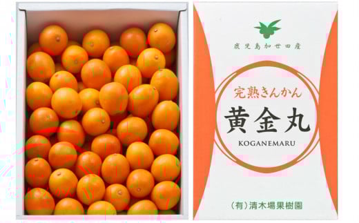 ◆先行受付◆ 2月〜3月末発送【鹿児島県南さつま市産】完熟金柑 黄金丸 約2kg(L〜2L) きんかん 柑橘 旬 フルーツ 果物 常温 南さつま市鹿児島県南さつま市10000果物・フルーツみかん・柑橘類