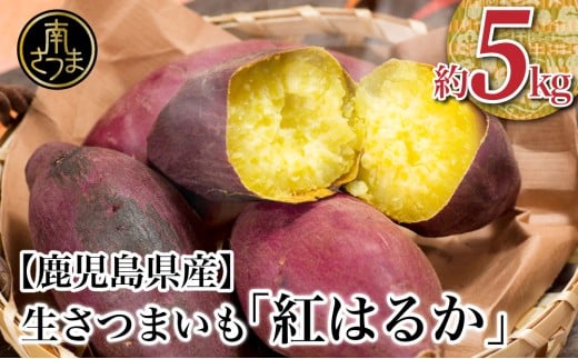 ★12月発送開始★ 鹿児島県産生さつまいも 「紅はるか」約5kg  さつまいも 焼き芋 さつま芋 甘藷 サツマイモ べにはるか スイーツ JA 南さつま市鹿児島県南さつま市12000野菜・きのこじゃがい
