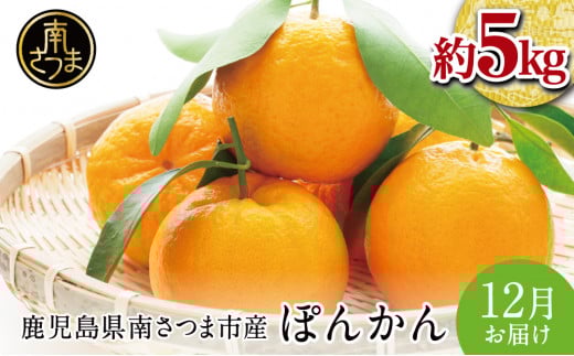 【先行受付:12月下旬発送】数量限定!鹿児島県産 ぽんかん 約5kg 先行受付 みかん 柑橘 フルーツ くだもの 果物 旬 常温 南さつま市 JA南さつま鹿児島県南さつま市13000果物・フルーツみかん