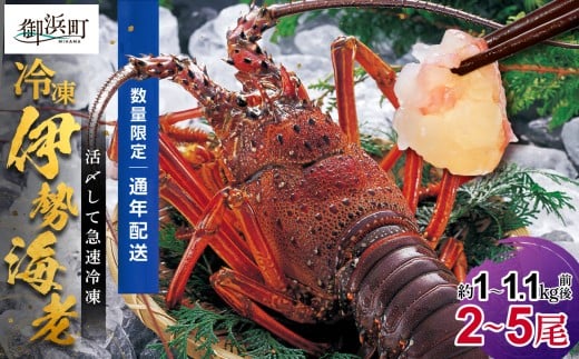 mtwłInbېY̌FYY}ⓀɐCV@|2`5 1`1.1kgOyvwzB }Ⓚ  ɐCV ɐ CV  Od l ⓀzOdl