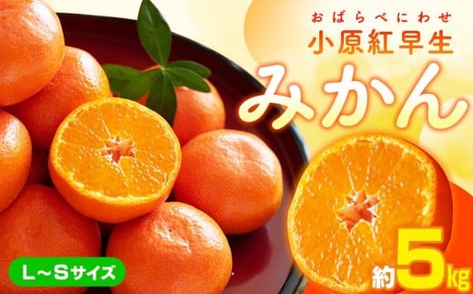 小原紅早生みかん(L〜Sサイズ) 約5kg【2025-11月中旬〜2026-1月中旬配送】香川県高松市13000果物・フルーツみかん・柑橘類