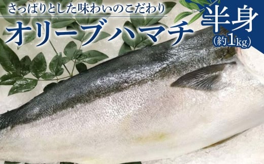 オリーブハマチ 半身 約1kg香川県高松市25000魚介・海産物鮮魚