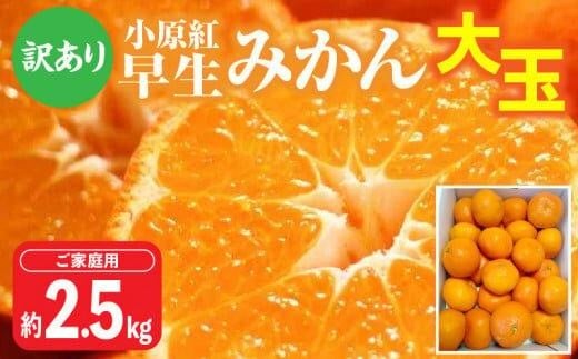 【訳あり】ご家庭用小原紅早生みかん(大玉) 約2.5kg【11月下旬〜1月下旬配送予定】香川県高松市5000果物・フルーツみかん・柑橘類