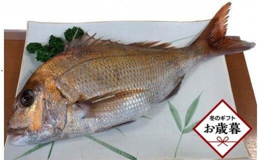 【お歳暮ギフト】天然真鯛 刺身用(4人〜5人前)香川県高松市21000魚介・海産物鮮魚