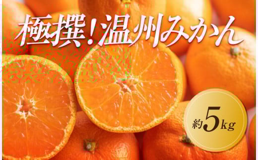 【2025年11月上旬より順次発送】極撰!温州みかん 約5kg|果物 くだもの フルーツ 柑橘 みかん 温州みかん 人気 おすすめ 先行予約 香川 高松香川県高松市13000果物・フルーツみかん・柑橘類