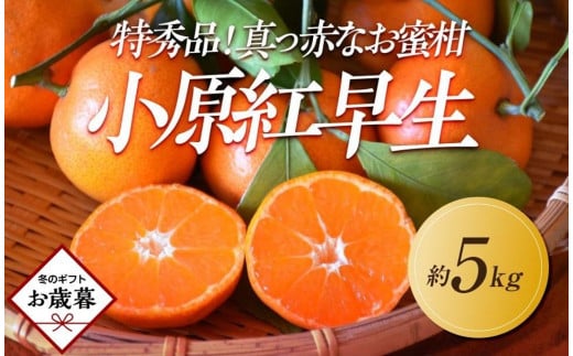 【お歳暮ギフト/熨斗対応】特秀品!真っ赤なお蜜柑「小原紅早生」約5kg香川県高松市17000果物・フルーツみかん・柑橘類