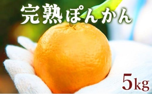【先行予約】完熟ぽんかん<5kg> F109高知県東洋町11000果物・フルーツみかん・柑橘類