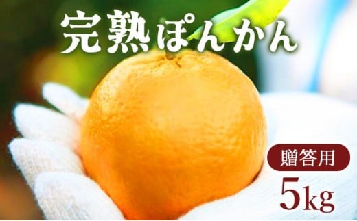 <先行予約>【贈答用】完熟ぽんかん(特大サイズ) 5kg F116高知県東洋町12000果物・フルーツみかん・柑橘類