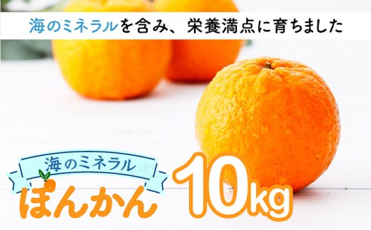 【先行予約】ポンカン 海のミネラルをたっぷり含んだ甲浦のポンカン 10kg 国産 東洋町産 訳アリ 甘い 栄養たっぷり ジューシー フルーツ 蜜柑 ミカン 果肉 四国 お取り寄せ フルーツ 果物 家