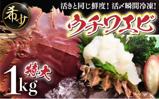 活〆ウチワエビ特大5〜6匹 1000gセット<数量限定> 国産 東洋町産 セット うちわえび 新鮮 海鮮 高知県 東洋町 四国 お取り寄せ  S210高知県東洋町33000魚介・海産物エビ