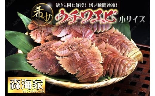 【ふるさと納税】ウチワエビ(小) 天然ほんまもん! 500g(6~7匹前後) 国産 東洋町産 天然 新鮮 海鮮 刺身 焼き ボイル 四国 お取り寄せ お祝い 記念日 贈り物  S243高知県東洋町15000魚介・海産物