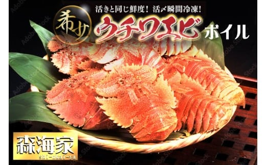 ウチワエビ(ボイル)7匹前後 500gセット<数量限定> 海老 えび 国産 東洋町産 セット ゆで 茹で うちわえび  新鮮 海鮮 高知県 東洋町 四国 お取り寄せ  S246高知県東洋町17000魚介・海産物エ
