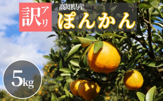 TM001-1 徳村の訳ありぽんかん<5kg>国産 東洋町産 訳アリ 甘い コク ジューシー 果肉 高知県 東洋町 四国 お取り寄せ フルーツ 果物 家庭用 自宅用 高知県東洋町6000果物・フルーツみかん・柑