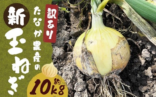 【先行予約】 【訳あり】 たなか農産の柳川産 新玉ねぎ 約10kg 【2026年4月上旬〜6月下旬迄順次発送予定】 訳アリ 理由あり わけあり 新玉葱 玉葱 玉ねぎ たまねぎ 野菜 春限定 国産 九州 福岡