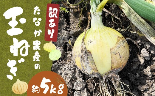 【先行予約】 【訳あり】 たなか農産の柳川産 玉ねぎ 約10kg 【2026年6月下旬〜8月上旬迄順次発送予定】 訳アリ 理由あり わけあり 乾燥玉葱 玉葱 玉ねぎ たまねぎ 乾燥野菜 野菜 国産 九州 福
