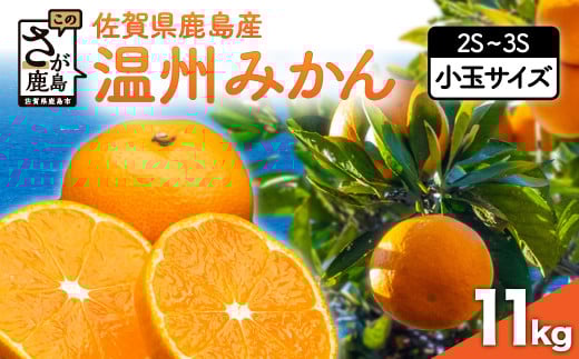 佐賀県鹿島産 温州みかん 小玉 約11kg【11月上旬頃から12月下旬頃の配送予定】 みかん 蜜柑 ミカン 柑橘 くだもの 果物 フルーツ ふるさと納税 佐賀県 鹿島市 B-279佐賀県鹿島市14000果物・フル