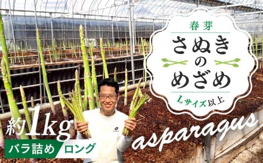 【2月下旬頃〜発送】カトちゃんさぬきのめざめロング 春芽 1kg バラ詰め香川県さぬき市13000野菜・きのこその他 野菜