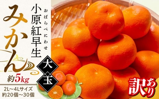 【11月下旬頃〜発送】訳あり 小原紅早生みかん (大玉) 約5kg香川県さぬき市10000果物・フルーツみかん・柑橘類